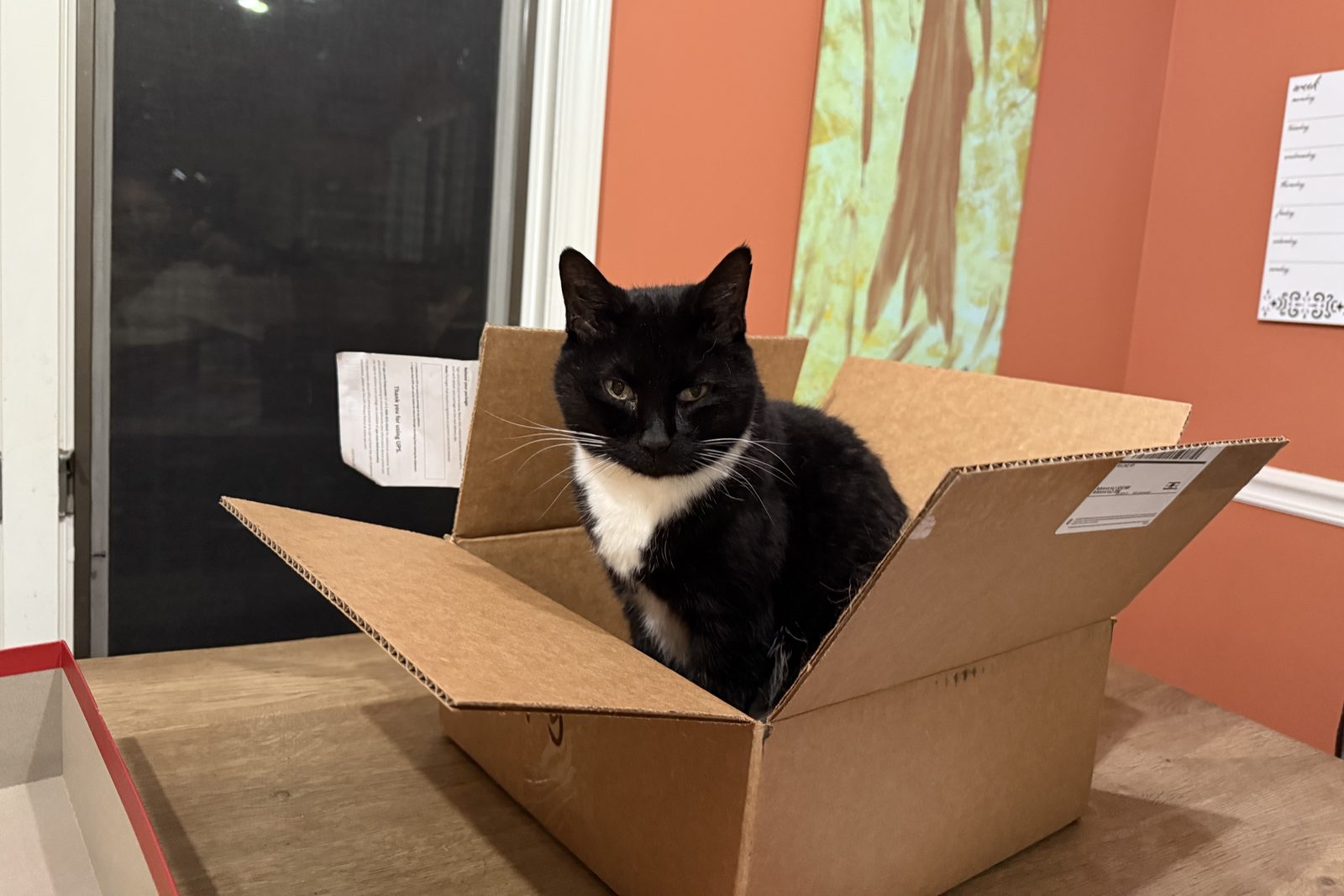 Lila, a black-and-white tuxedo cat, sitting in a cardboard box and looking sidelong at the camera