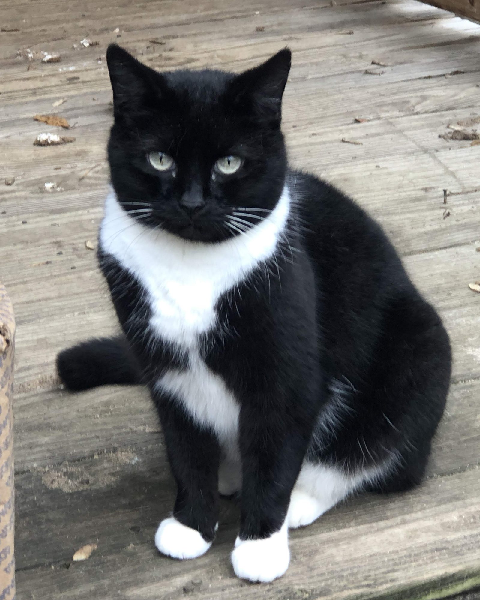 Lila sitting upright on a weathered wooden porch, white paws together, looking at the camera