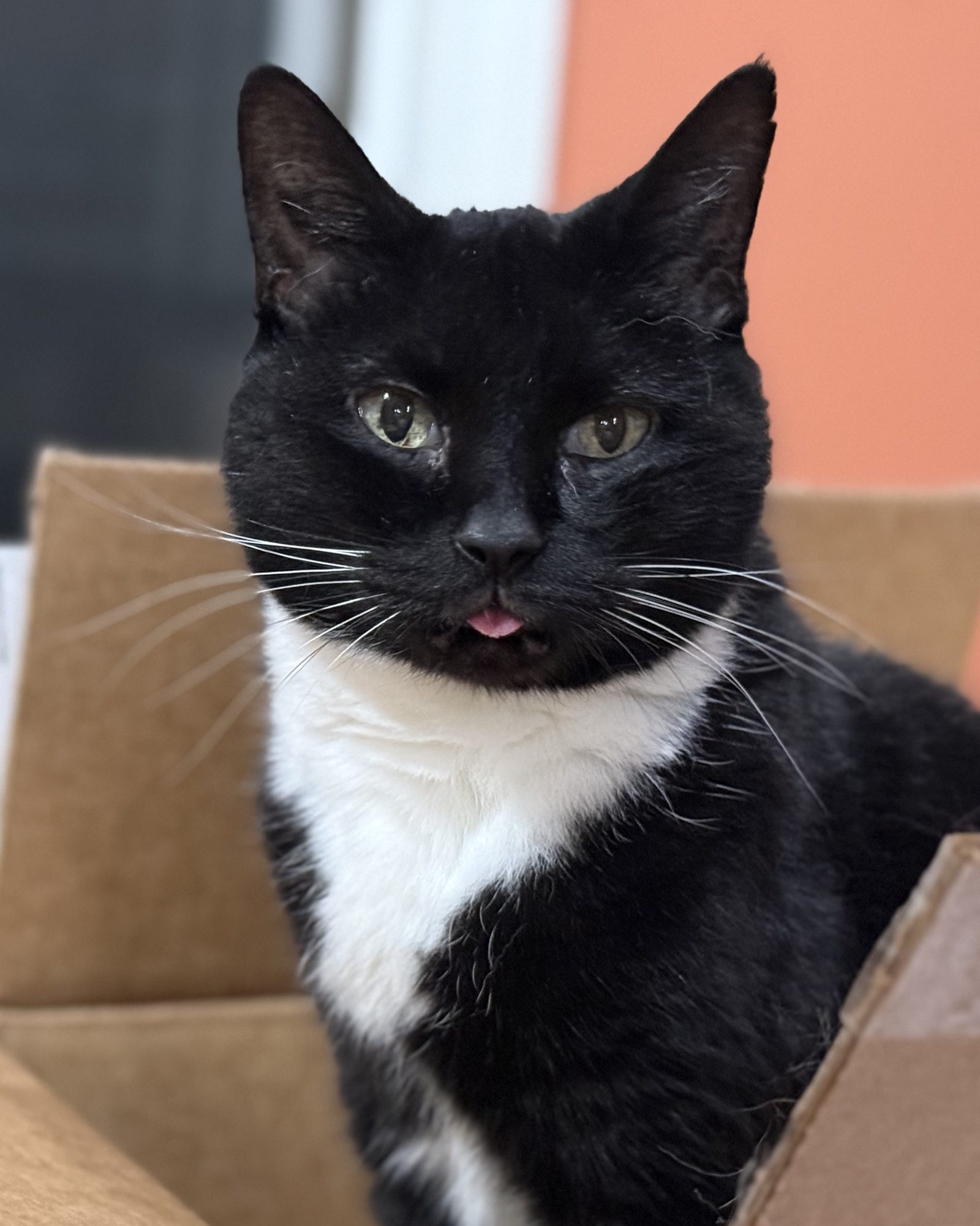 Close portrait of Lila, a tuxedo cat, with the tip of her tongue showing