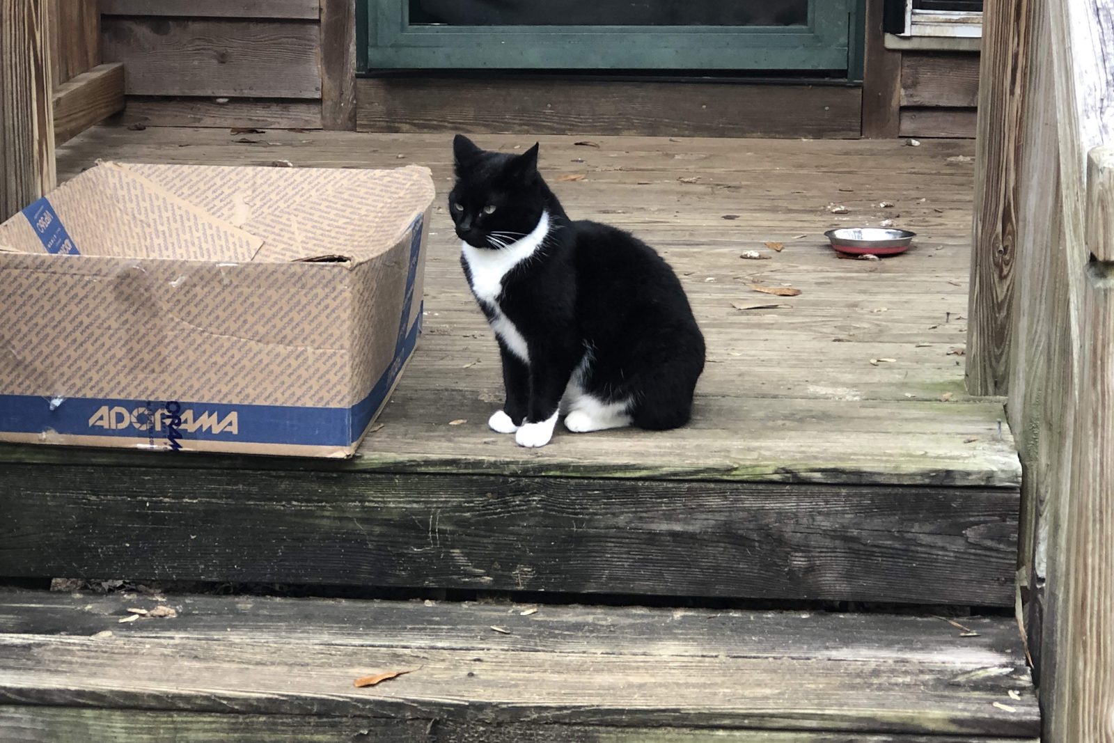 A tuxedo cat on weathered porch steps beside a cardboard box and a food bowl